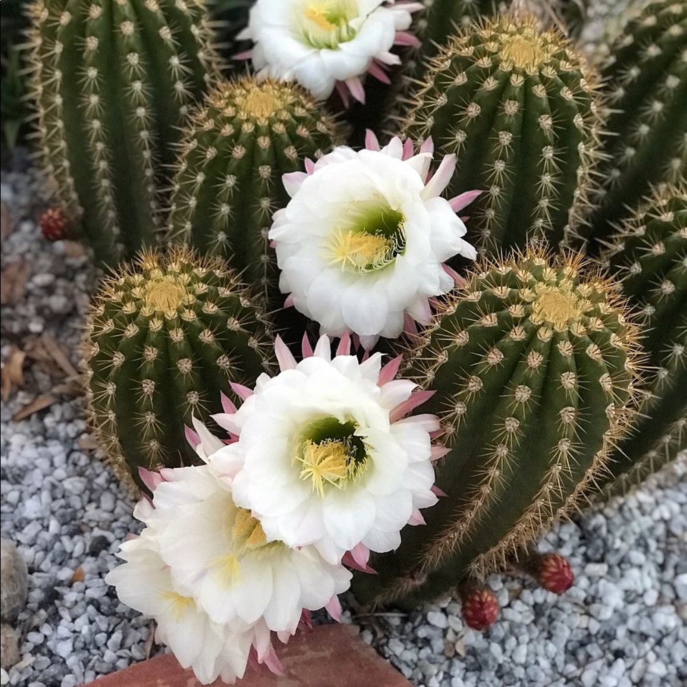 White Flowering Cactus Pups